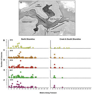 Multi-Year Viability of a Reef Coral Population Living on Mangrove Roots Suggests an Important Role for Mangroves in the Broader Habitat Mosaic of Corals